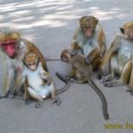 Šri lanka i Heljda 2016