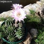 rascvetani kaktus u mojoj bašti