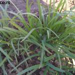 Špagete barilla sa belim lukom i vlašac