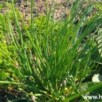 Špagete barilla sa belim lukom i vlašac