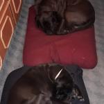 Jastuci od heljde za pse