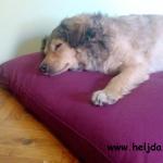 Evo kako jedan pas iz Kragujevca, uživa