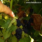 Kupine u Rozinoj bašti