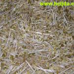 sveže klice, mung pasulj