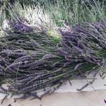 sušenje lavande