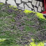 lavanda iz mog dvorišta