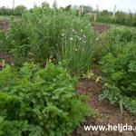 rukola, peršun, vlašac