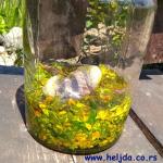 macerat od kantariona 