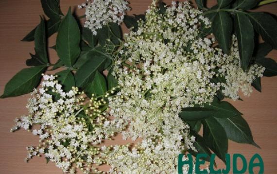 Heljdine palačinke sa cvetom od zove