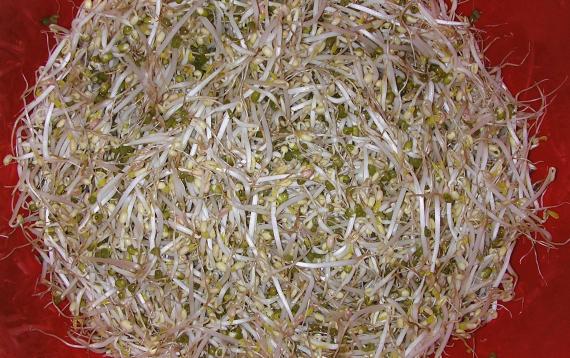 sveže klice, mung pasulj