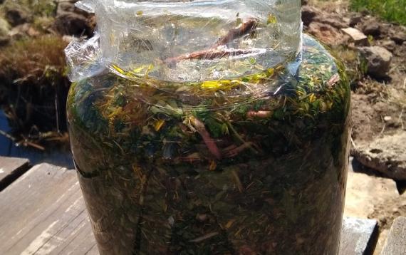 tinktura od maslačka